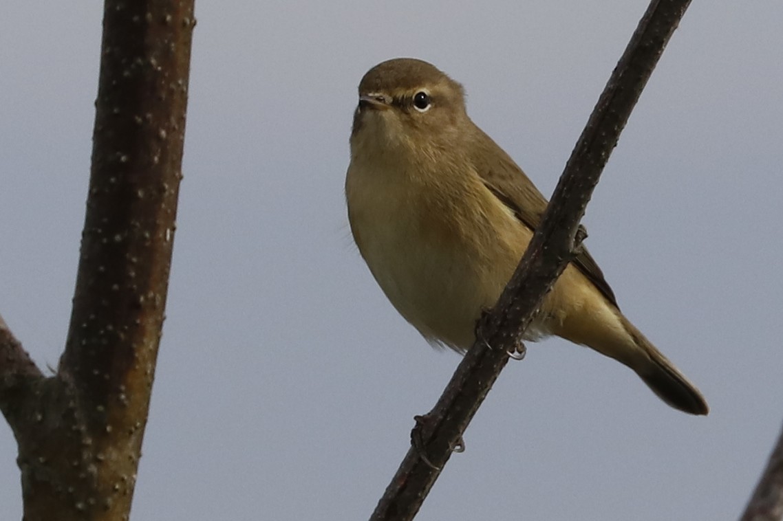 Common Chiffchaff - Paulo Domingues