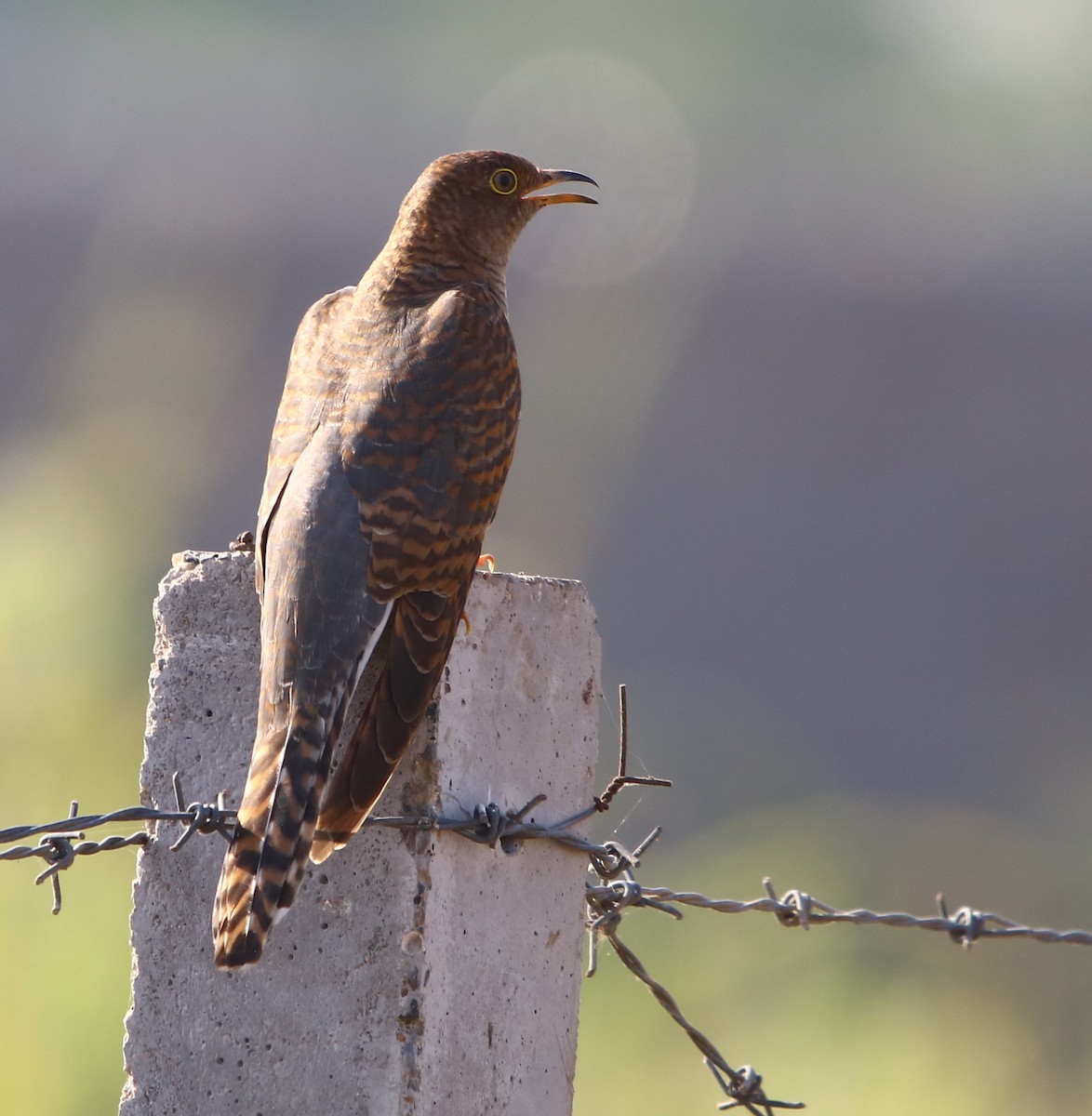 Common Cuckoo - Bhaarat Vyas