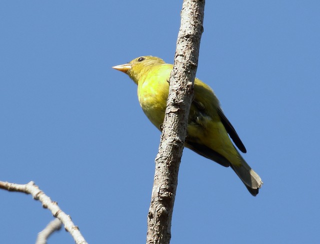 Western Tanager - ML120207651