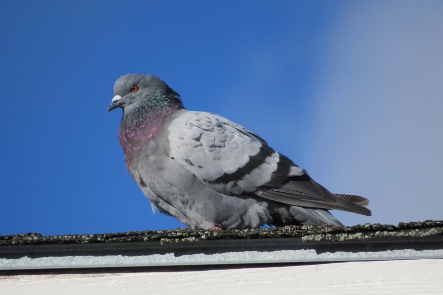 Rock Pigeon (Feral Pigeon) - Larry Neily