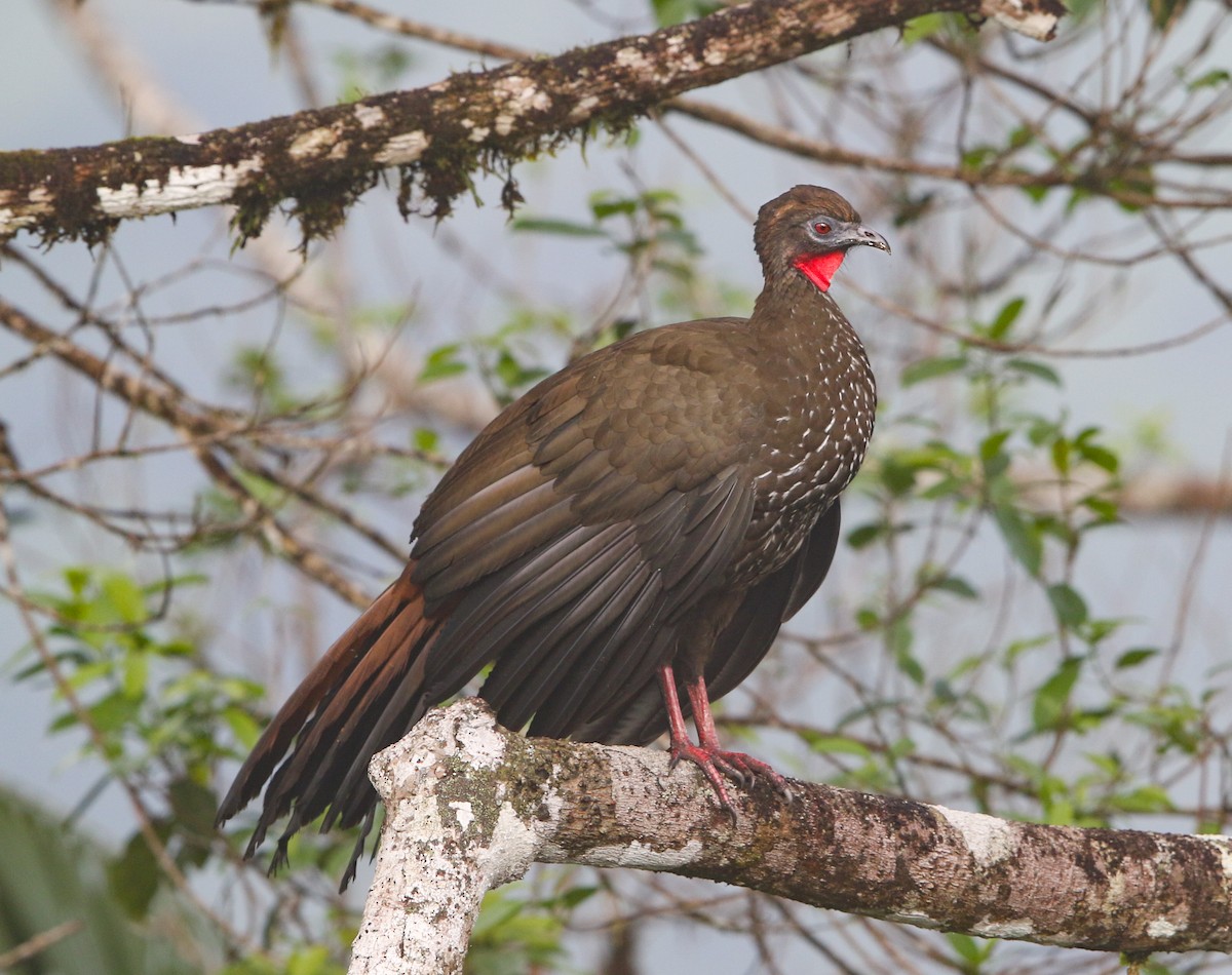 Crested Guan - ML120215121