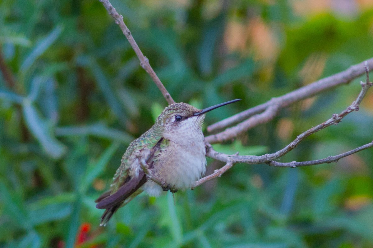 Ruby-throated Hummingbird - Bill Lupardus