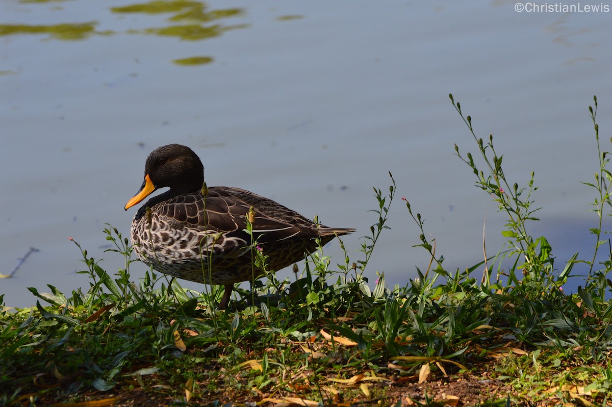 Yellow-billed Duck - Christian Lewis