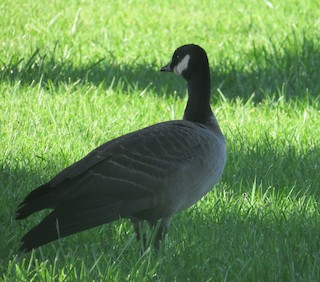 Cackling Goose, ML120232351