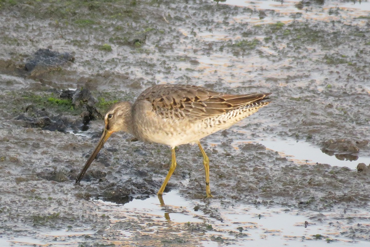 Long-billed Dowitcher - ML120232941
