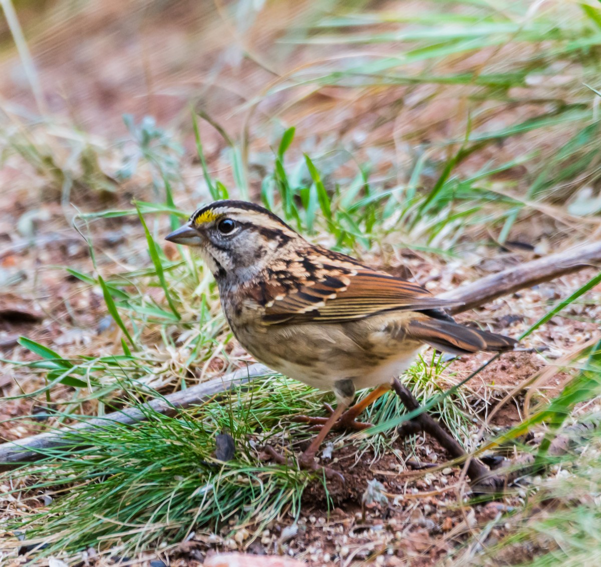 White-throated Sparrow - ML120233501