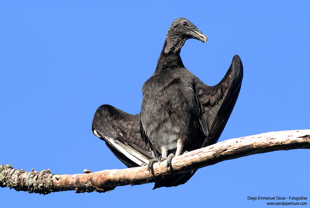 Black Vulture - Diego Oscar / Sandpiper Birding & Tours