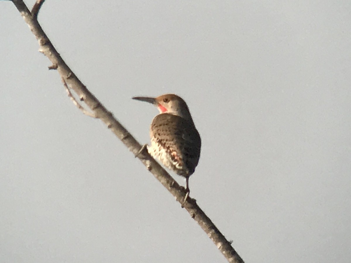 Northern Flicker (Yellow-shafted x Red-shafted) - Brennan Mulrooney