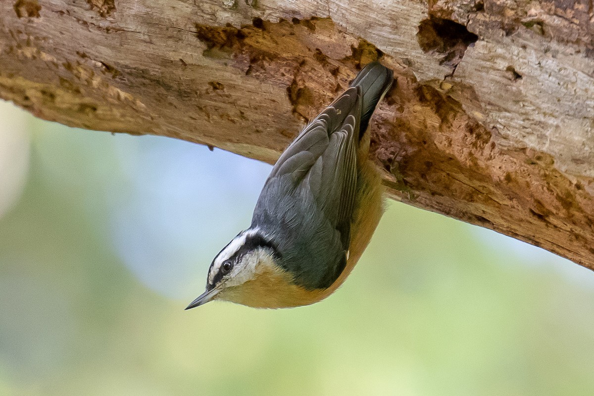 Red-breasted Nuthatch - Chris S. Wood