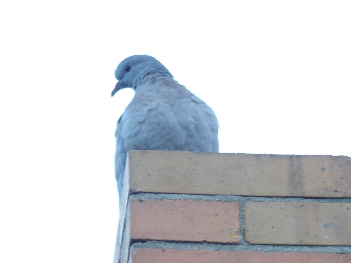 Pigeon colombin - ML120238691