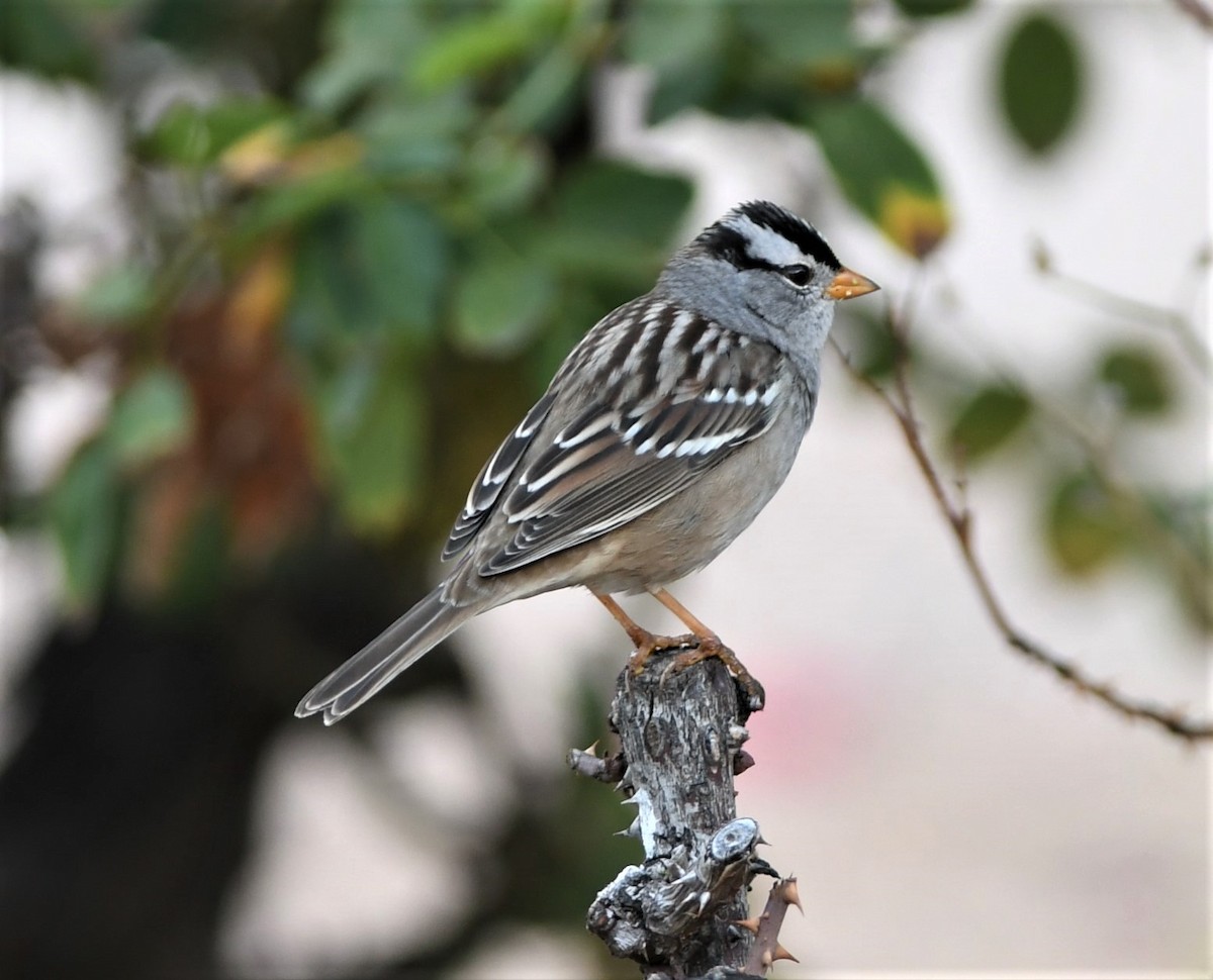 White-crowned Sparrow (Gambel's) - ML120238721
