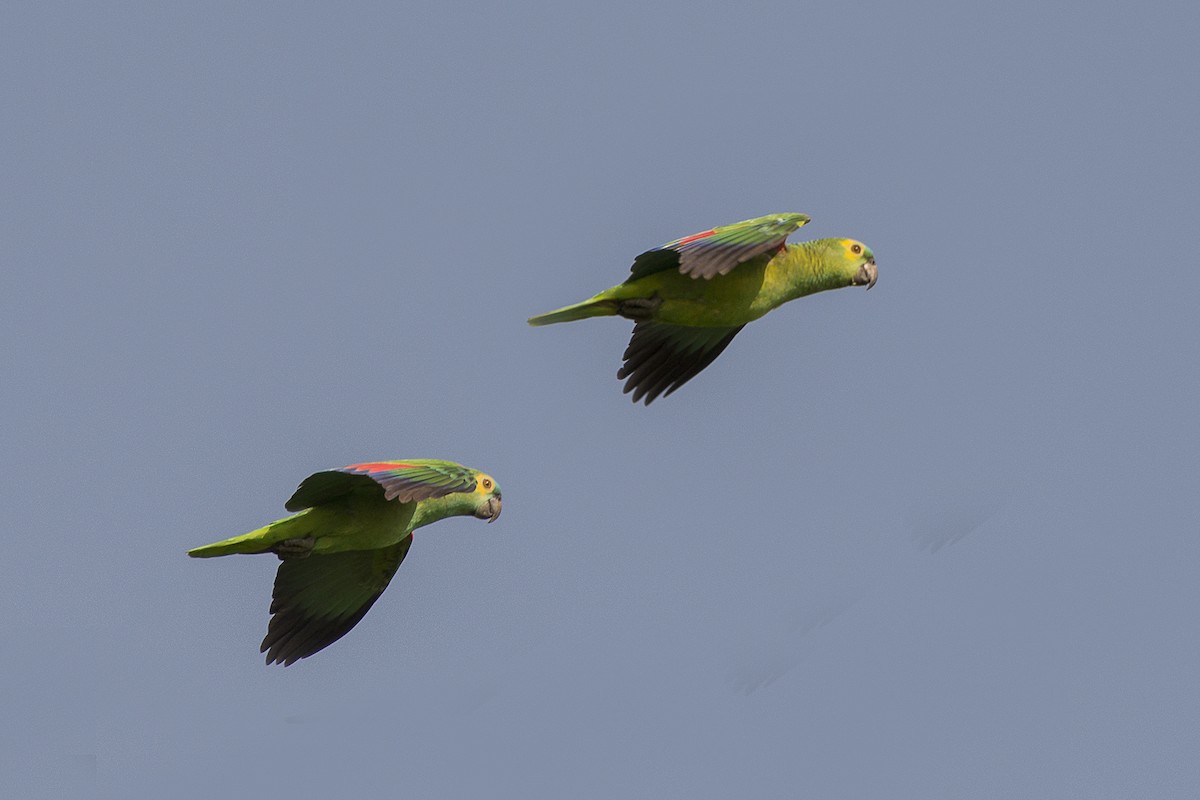 Turquoise-fronted Parrot - ML120238761