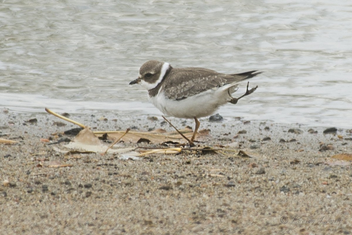 Semipalmated Plover - Lucien Lemay