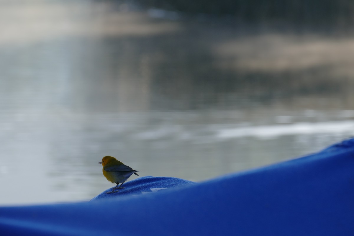 Prothonotary Warbler - ML120241321