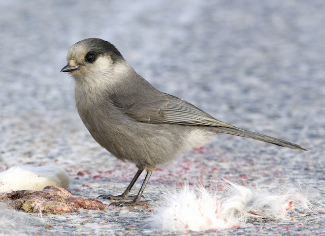 Systematics - Canada Jay - Perisoreus canadensis - Birds of the World