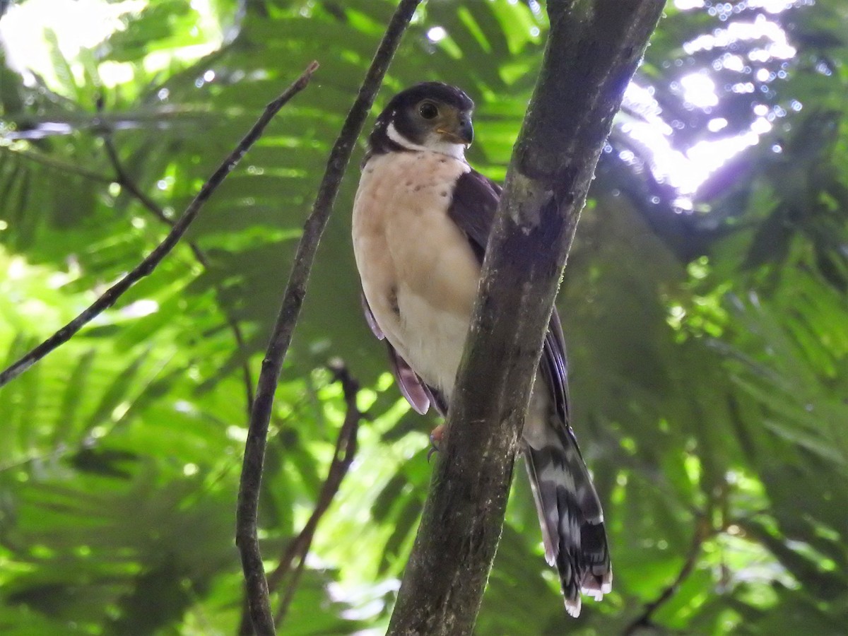 Barred Forest-Falcon - Néstor Villalobos Rojas