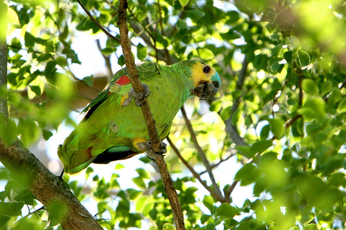 Turquoise-fronted Parrot - ML120250741
