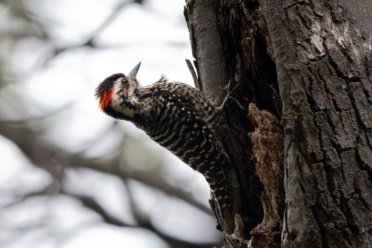 Striped Woodpecker - Mathurin Malby
