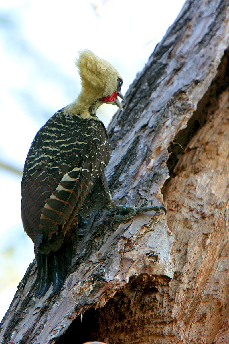 Pale-crested Woodpecker - ML120252091