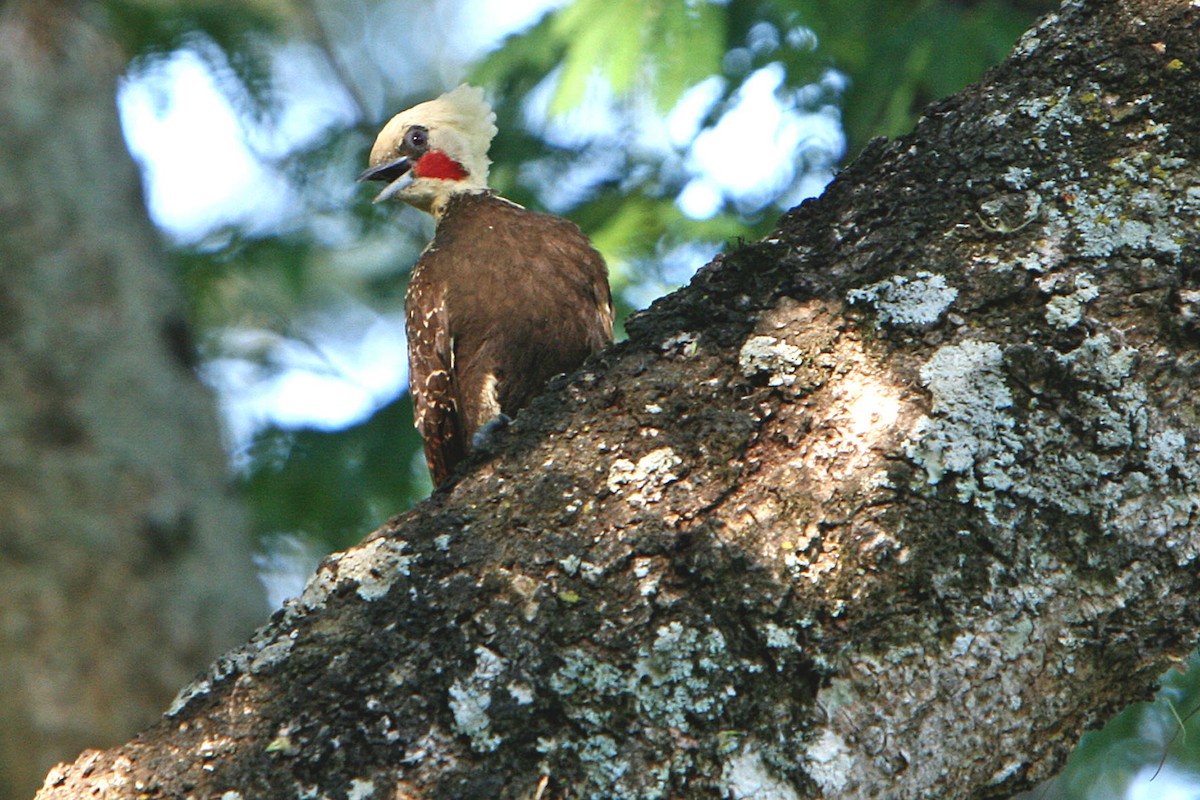 Pale-crested Woodpecker - ML120252101