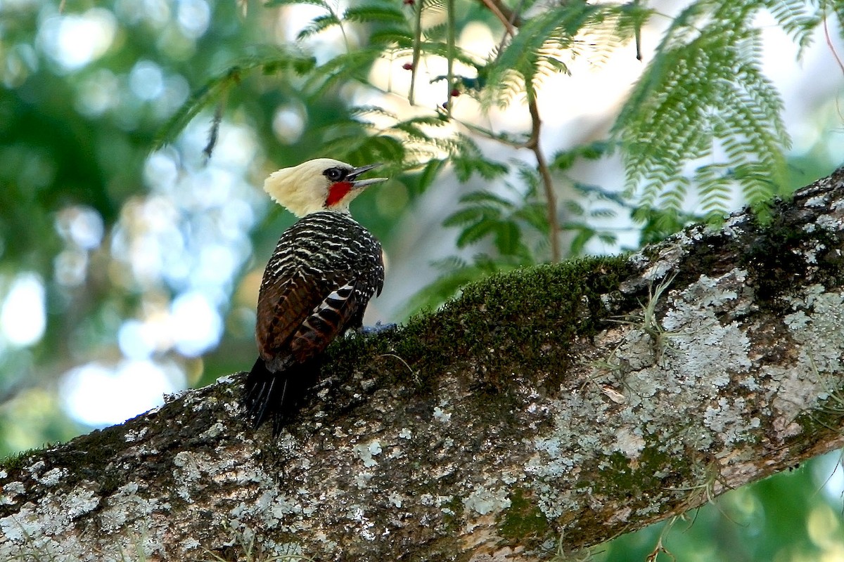 Pale-crested Woodpecker - ML120252111