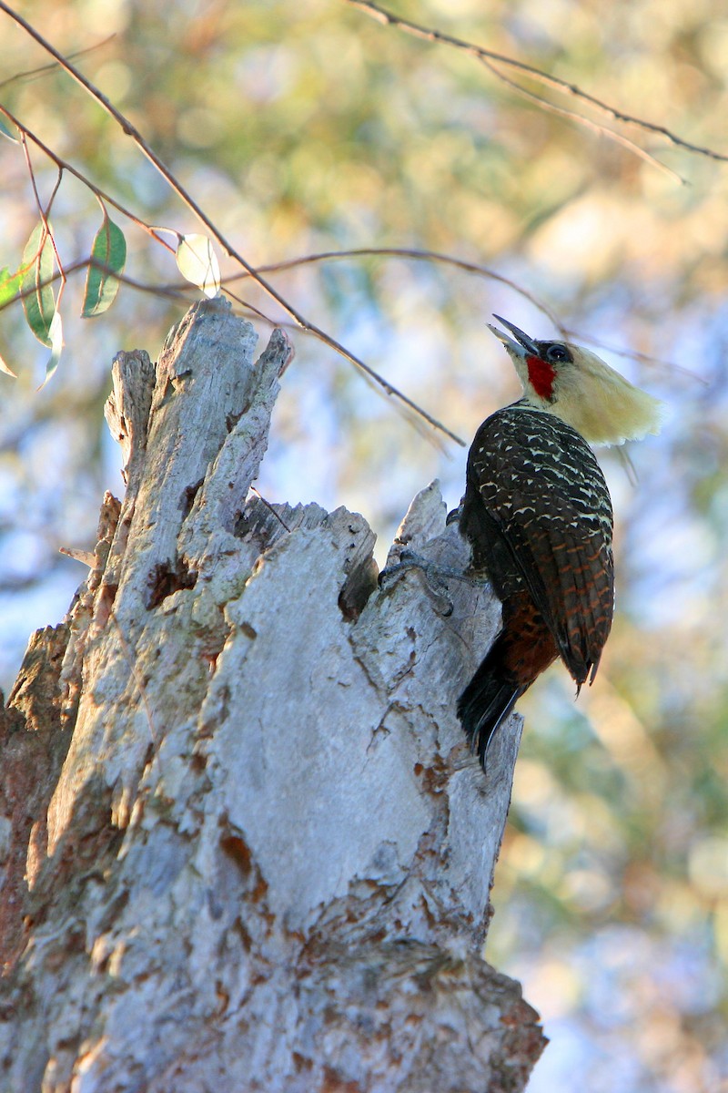 Pale-crested Woodpecker - Horacio Luna