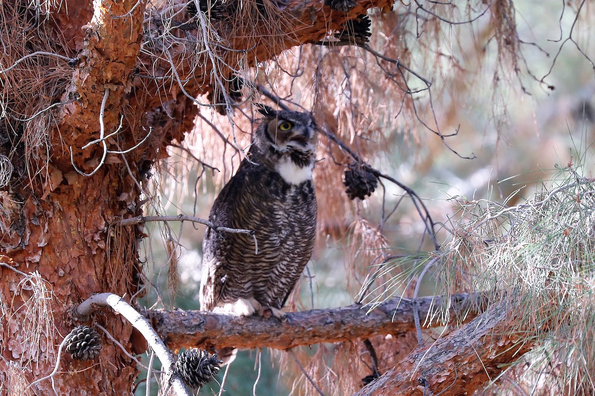 Great Horned Owl - ML120258311