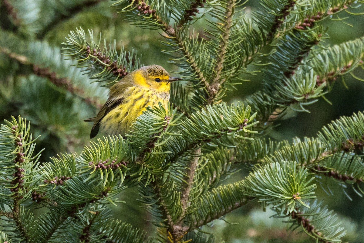 Cape May Warbler - ML120259451