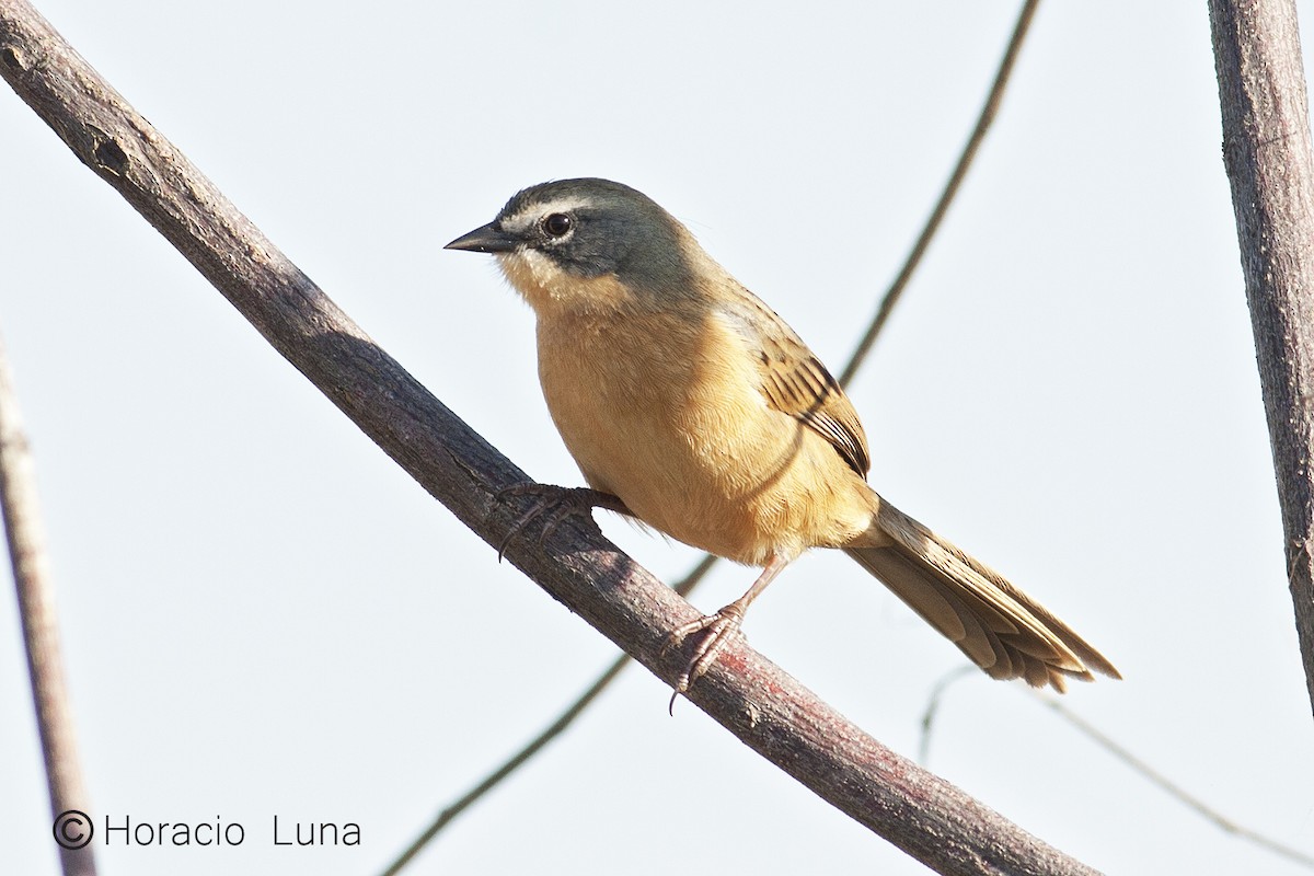 Long-tailed Reed Finch - Horacio Luna