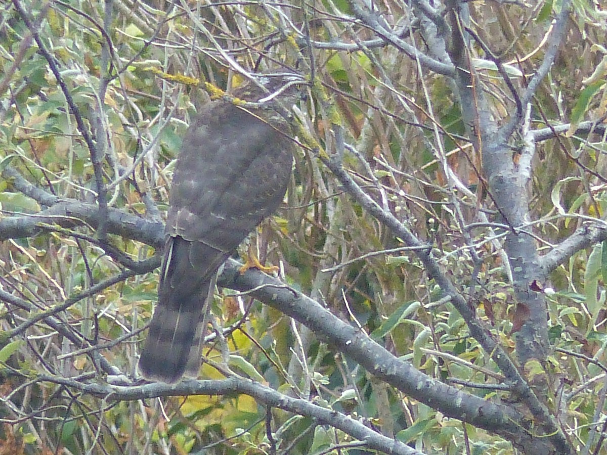 Eurasian Sparrowhawk - ML120265851