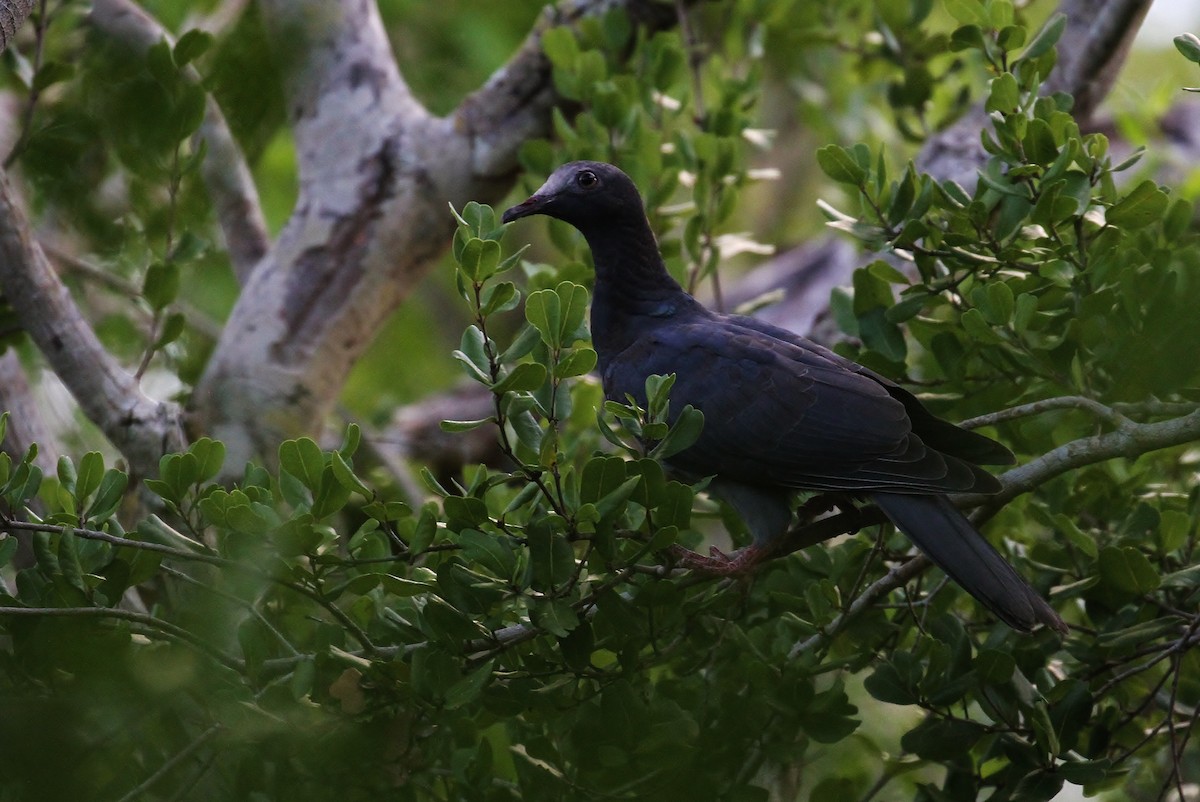 White-crowned Pigeon - ML120269551