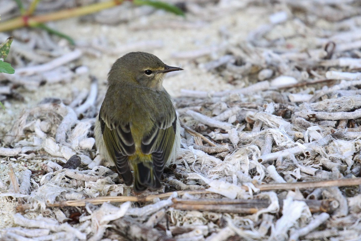 Cape May Warbler - ML120269681