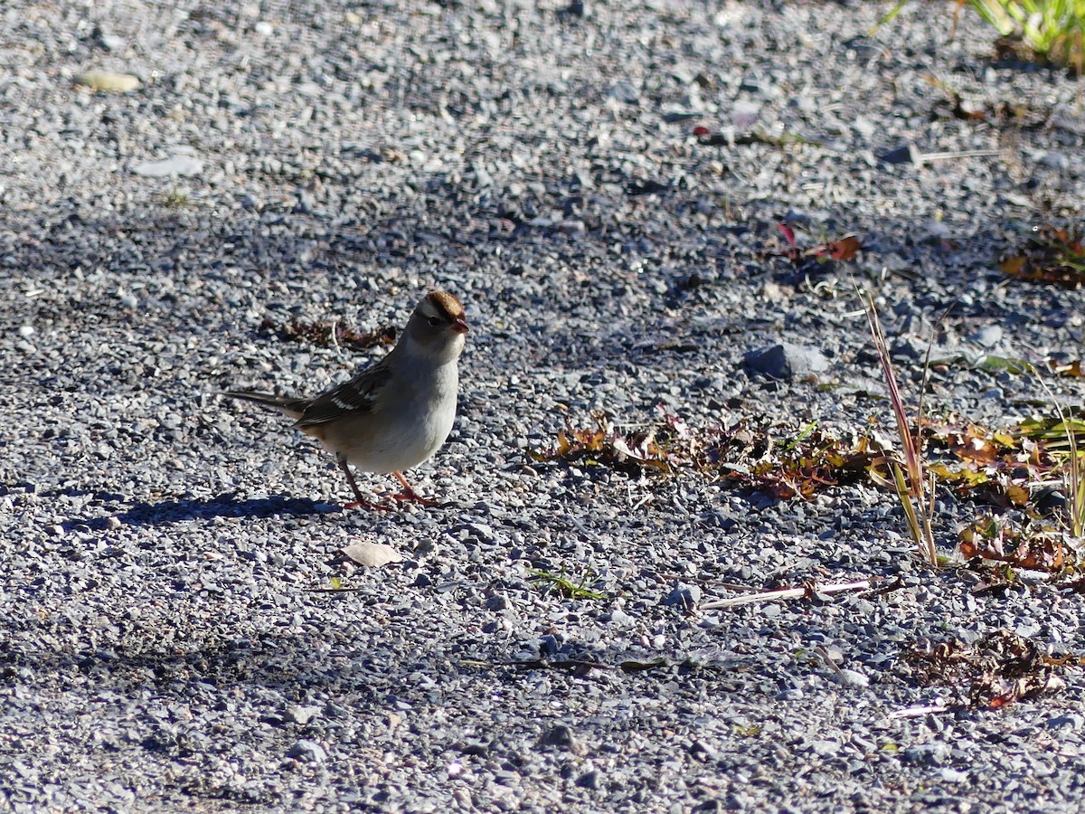 White-crowned Sparrow - Jacynthe Fortin