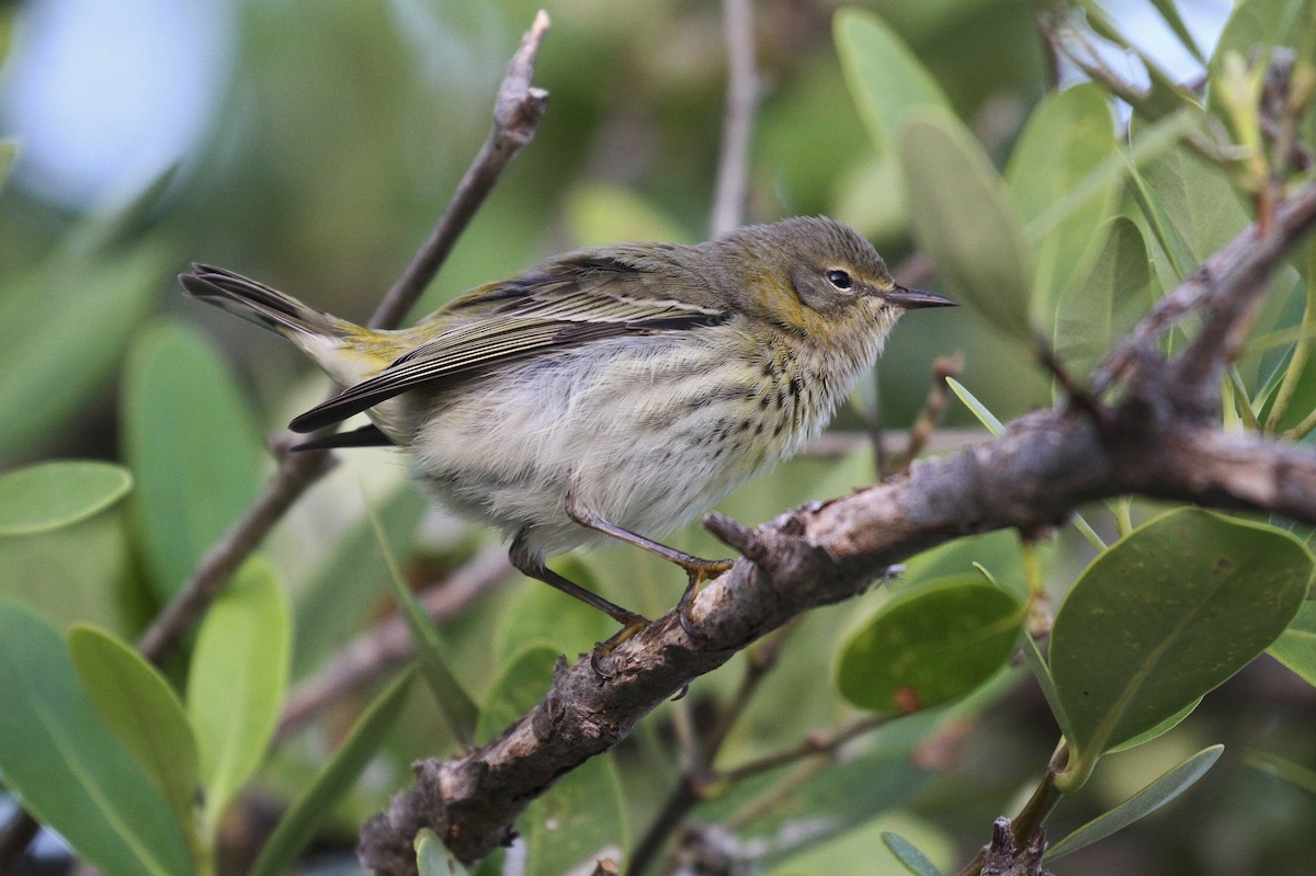Cape May Warbler - ML120270251