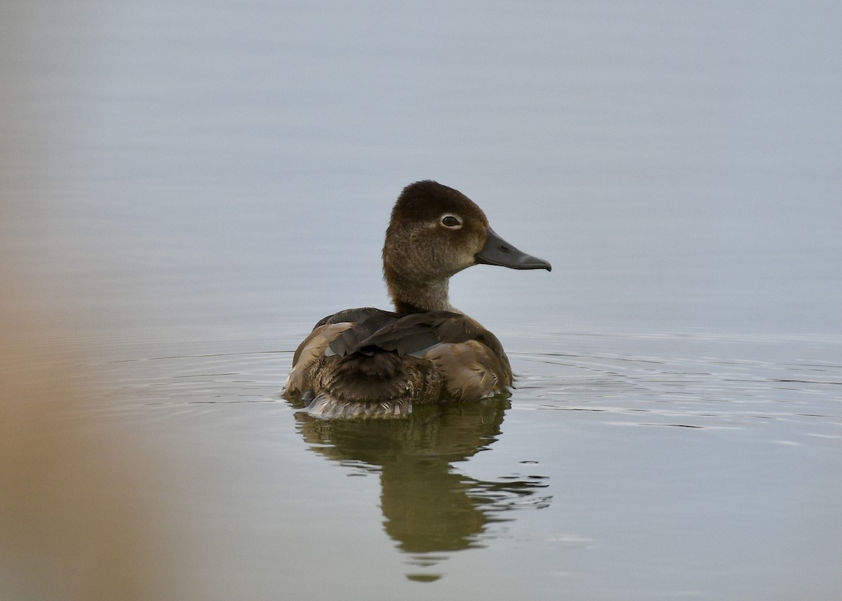 Ring-necked Duck - ML120270761