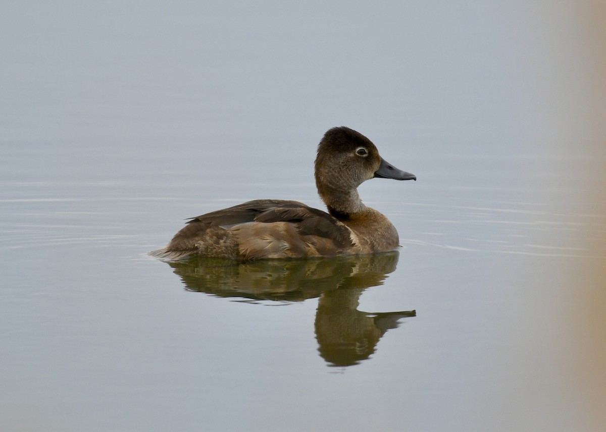 Ring-necked Duck - ML120270771
