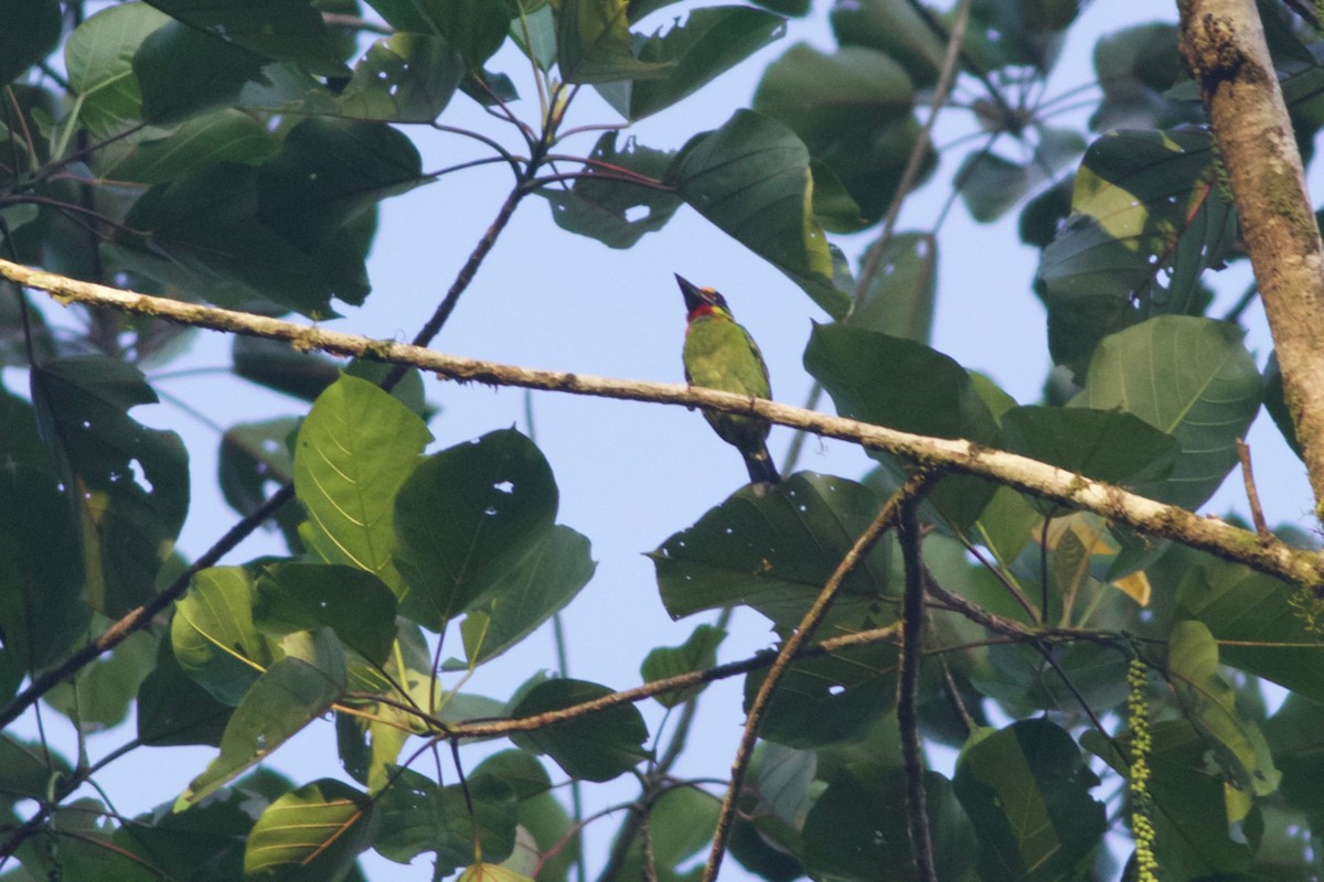Red-throated Barbet - Gary Brunvoll