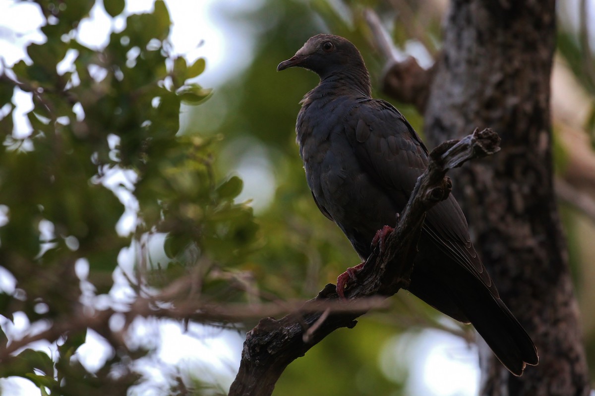White-crowned Pigeon - ML120271271