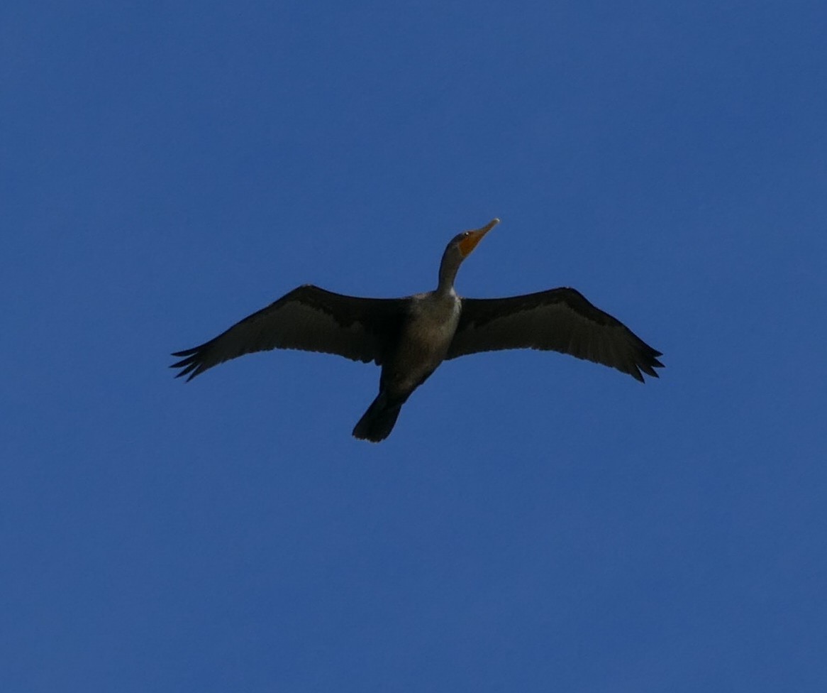 Double-crested Cormorant - Chris Payne