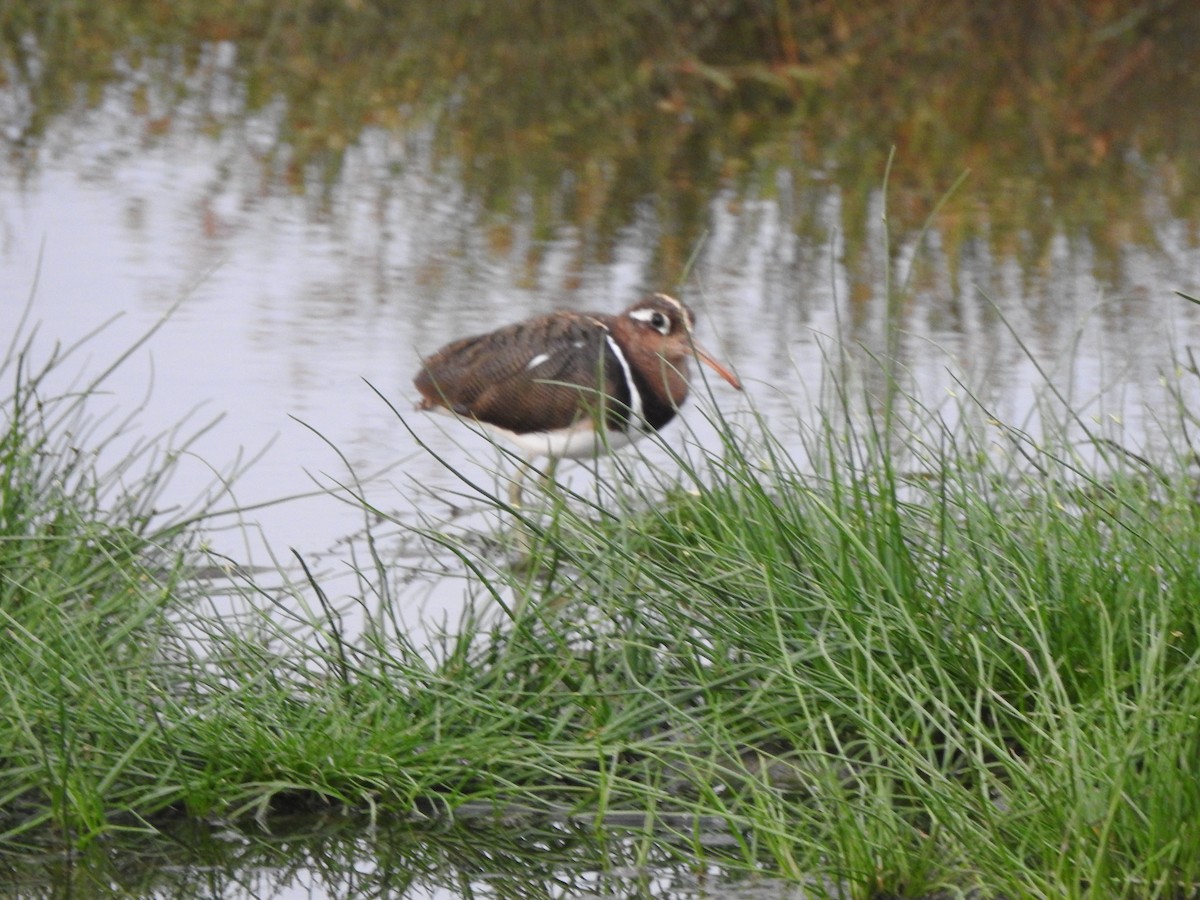 Greater Painted-Snipe - Monte Neate-Clegg
