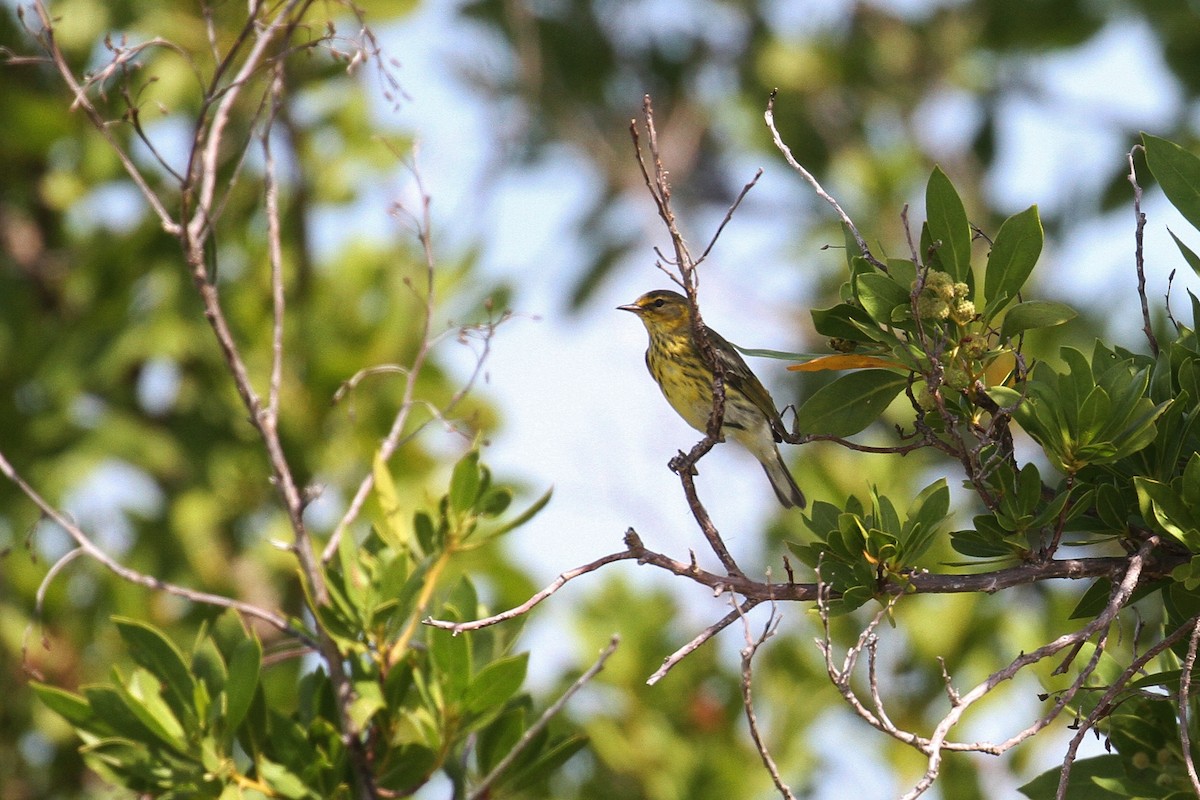 Cape May Warbler - ML120275701