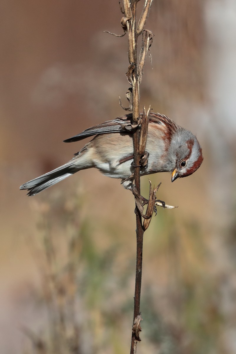 American Tree Sparrow - ML120277441