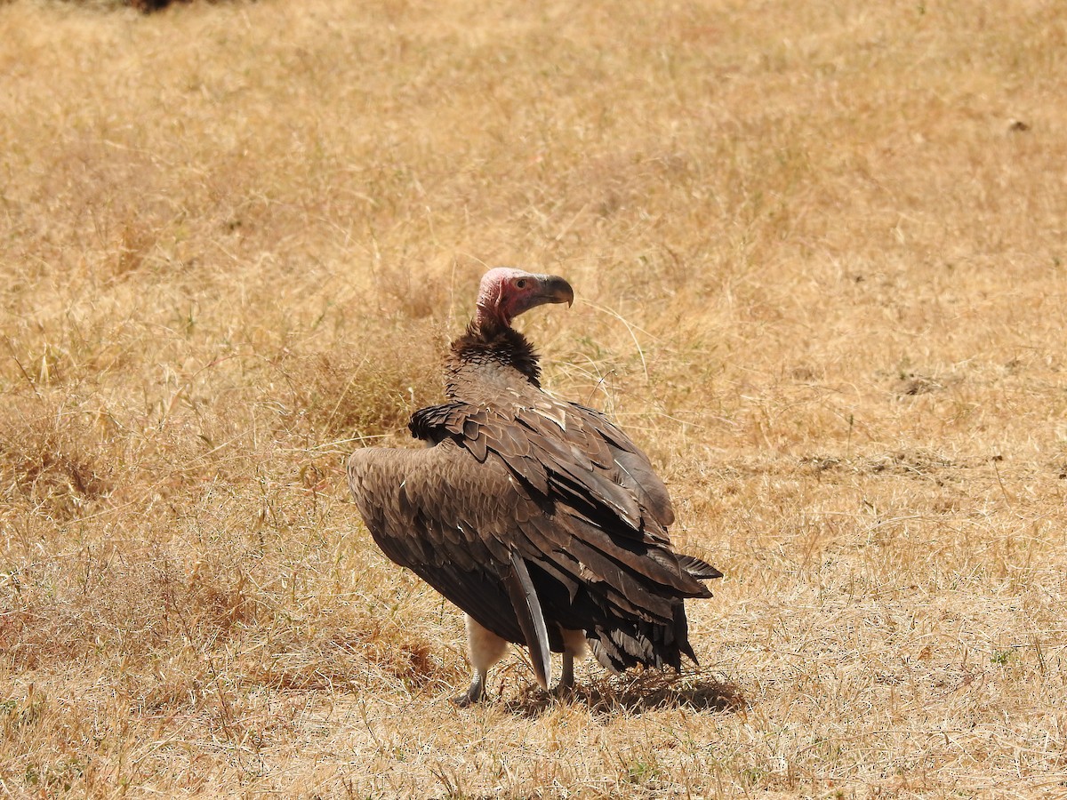 Lappet-faced Vulture - ML120278381