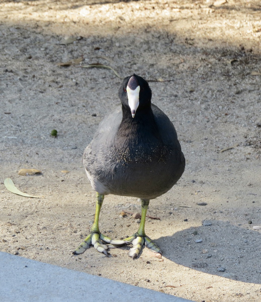 American Coot - Terry Hill