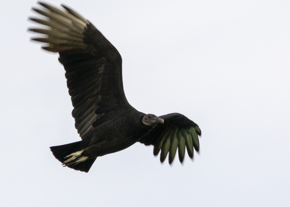 Black Vulture - Caleb Myers