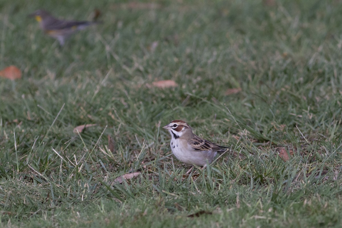 Lark Sparrow - Nathan French