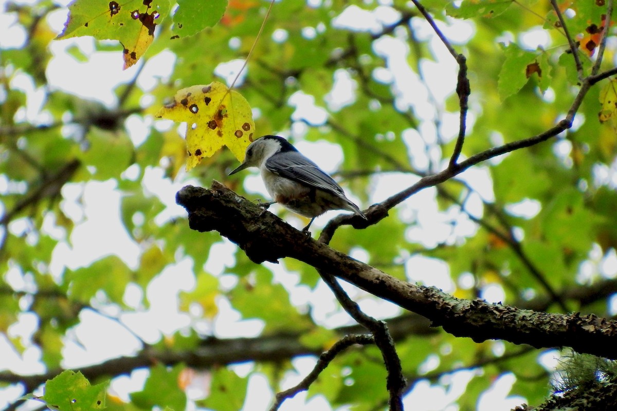 White-breasted Nuthatch - Deirdre Robinson