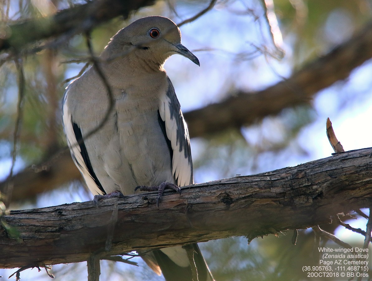 White-winged Dove - BB Oros