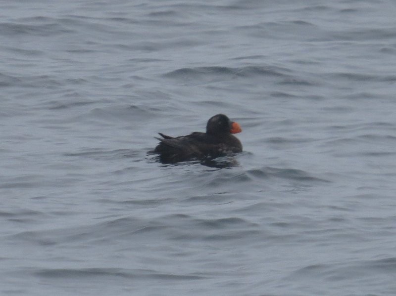 Tufted Puffin - ML120294721