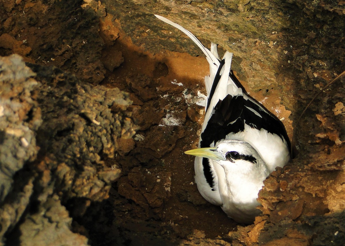 White-tailed Tropicbird - Carlos Otávio Gussoni